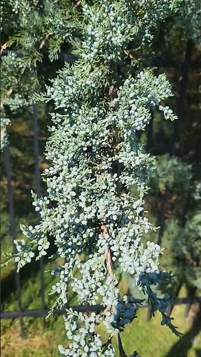 Juniper Berries on "Burkii" Eastern Red Cedar