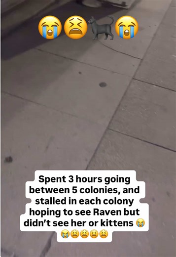 Another failed attempt at catching Raven 😭😭😭😭😭 so bummed! 😫 #tnr #fyp #streetcat #kittens #blackcat