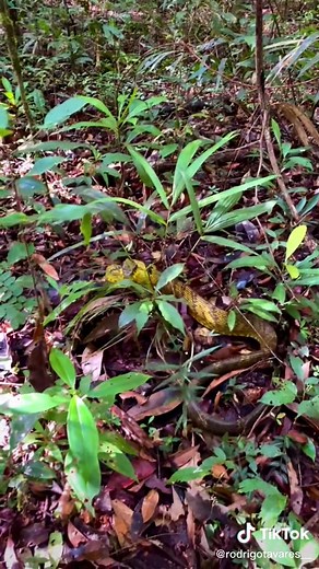 Essa é a Spilotes sulphureus ou popularmente conhecida como caninana, caninana de fogo dentre outros nomes populares que variam entre regiões. No Brasil, esta espécie está distribuída nos biomas Floresta Amazônica, Mata Atlântica e Caatinga. Esta serpente de grande porte tem hábito arbóreo, é diurna, tem reprodução ovípara, se alimenta de aves, ovos, lagartos, morcegos, anfíbios e pequenos mamíferos e apresenta o comportamento defensivo de compressão lateral do corpo. #serpentes, #nature #amazon