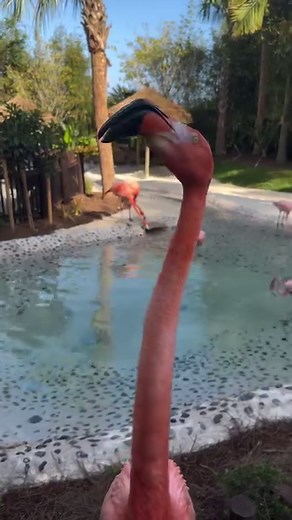 🦩 We are at Discovery Cove, checking out their new Flamingo Point Habitat.🦩 Watch for our full video and story later at AttractionsMagazine.com. #flamingo #birdphotography #birds #discoverycove #seaworldorlando #nature #orlando | Attractions Magazine