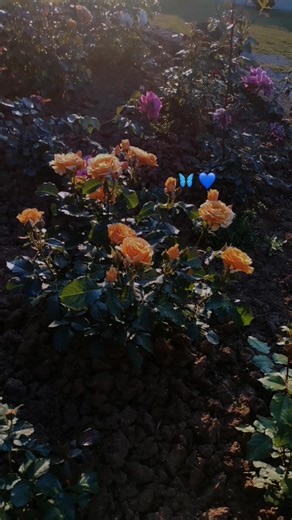 Teaa (@teaa7068)’s videos with original sound - Teaa