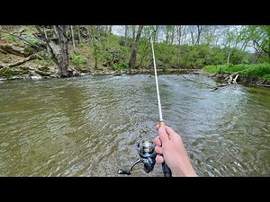 Wild TROUT Fishing with Spinners