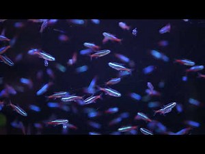 Neon Tetra Aquarium | 10 Hours of Mesmerizing Fish in HD
