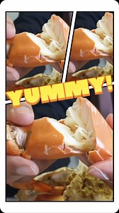 23K views · 75 reactions | Did you know mud crabs can thrive in a...