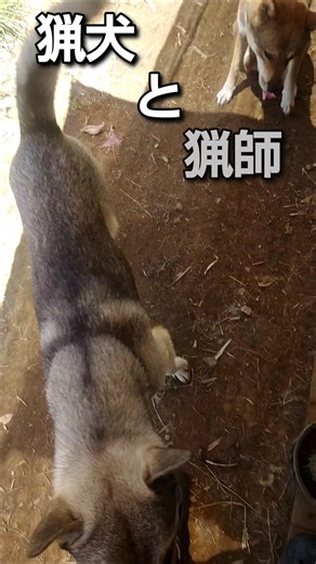 【猟犬と猟師】朝バイキングと止め刺し依頼#狩猟 #犬のいる暮らし #田舎暮らし