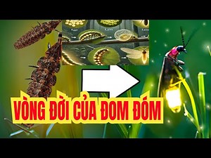 🔥 VÒNG ĐỜI CỦA LOÀI ĐOM ĐÓM (sự thật thú vị có thể bạn chưa biết)top tìm kiếm.