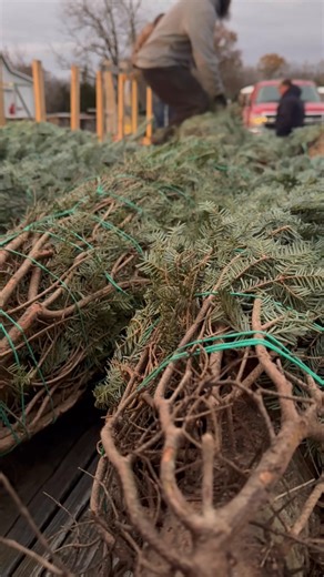 Behind the scenes at the tree farm today! 🌲 We’re unwrapping, watering, tagging, measuring, and getting everything ready for you to find your perfect fresh-cut tree next weekend. Tell us, do you go for BIG & tall, or short & full? 👀👇 | Our Humbled Homestead Christmas Tree Farm