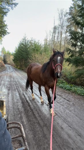 After five days in the barn with hand walks daily and hoof soaks…..we did not see an abscess blow. But. Mary was DONE. She was grabbing her big water tub and submerging her entire head and then grabbing it and flipping it over. Flooding her stall. 😑 I removed it and gave her hanging buckets. She would grab them and flop them around until they’re empty. After flooding her clean stall three times in two hours I decided she was kicked out again 🫠😂 #ironsidesanimalrescue #supportyourlocalanimalre