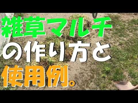【家庭菜園】雑草マルチの作り方と使用例。ニンジンの畝の保水に。【自然農法】【草マルチ】【ニンジン】【育て方】【雑草】