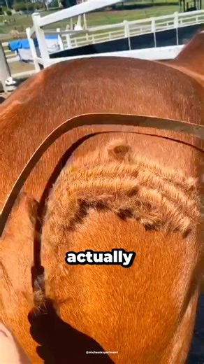 Why Horses Lose So Much Hair in Spring