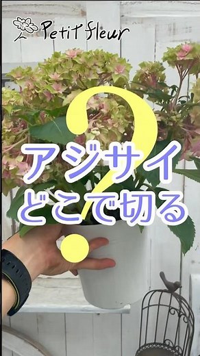 【剪定】アジサイどこで切る？30秒で分かるアジサイ剪定解説#紫陽花 #あじさい #hydrangea #flowers