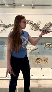 Did you know? Mosasaurs’ closest living relatives are today’s lizards and snakes! Meet Amelia Zietlow (@tyrantlzrdqueen), a comparative biology student in the Museum’s Richard Gilder Graduate School. She studies the evolution, ontogeny, morphology, and intraspecific variation of lizards and snakes, particularly mosasaurs. Many thanks to the North Dakota Geological Survey for the Jormungandr walhallaensis footage! #newresearch #STEM #mosasaur #museums #squamates #paleontology #amnh | American Mus