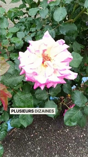 How to make your rose bushes look stunning: the trick for endless blooms! 🌹 #gardening #garden