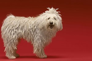 Meet the Komondor: Fun Facts About Your Unique and Faithful Guardian - K9 Web