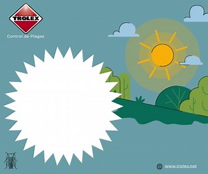 #cucarachas Las que comen de todo, no se mueren.. Revisa siempre tus espacios dónde almacenas jabón, cuero y papel, es un punto a favor para las cucarachas. #cucarachas #controldeplagas | Trolex