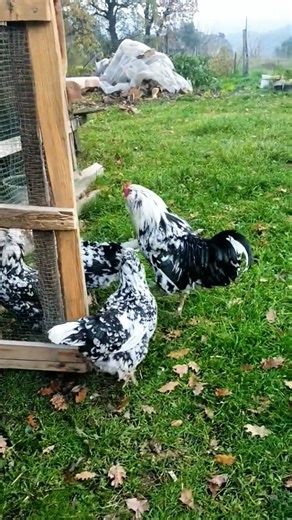 mottled ameracuana chickens 🥰 #shorts #ytshorts #trending #youtubeshorts #ameraucanachicken