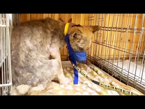 牧場に捨てられてた犬の預かり1日目