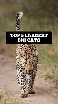 TOP 5 LARGEST BIG CATS | Panthera Species!