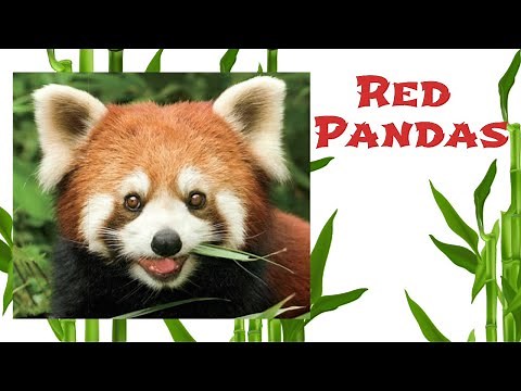 Read Aloud Books For Children - 'National Geographic Readers: Red Pandas' by Laura Marsh