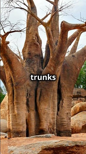 Discover the Wild Wonders of the African Safari! | Amazing Wildlife Facts for Kids