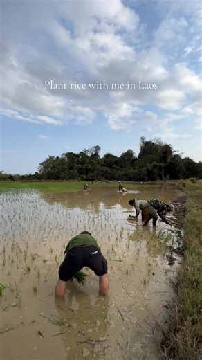 Went to Laos to drive the Thakek Loop. Stayed to become a rice farmer. #fyp #solotravel #lovelylaos #explorer