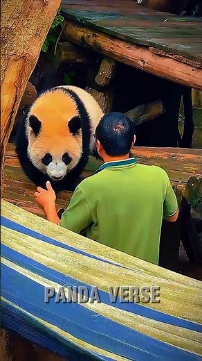 🐼 Cute Panda Moments That Will Melt Your Heart | Lzy Panda