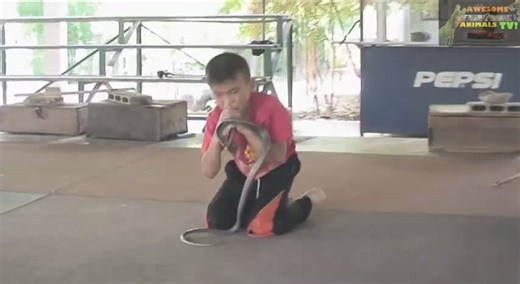 Extremely dangerous occupation of traditional snake charmer who kisses cobras