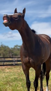 3.2K views · 232 reactions | Hey OVERPASS, what do you say to those who thought you were under the odds? Our newest Group 1 superstar enjoying fine W.A. hospitality at Darling View Thoroughbreds… #overpass #winterbottomstakes #group1winner | Bjorn Baker Racing | Facebook