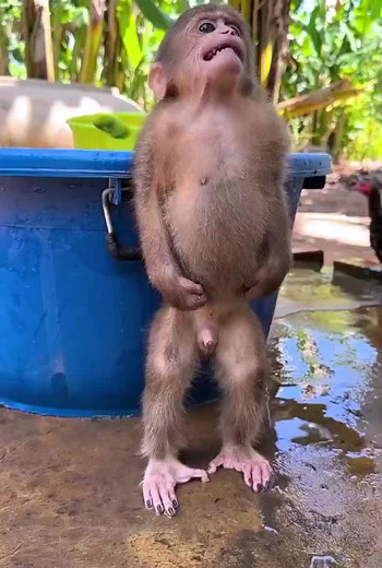 baby monkey pipe shrinking when scared