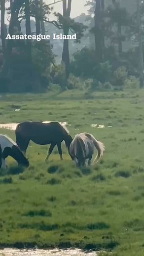 Follow Assateague Memories for more wild moments 🐎🌿Wild ponies grazing in the field#AssateagueMemories #WildPonies #AssateagueIsland #NatureVideo #PonyLife | James Werner