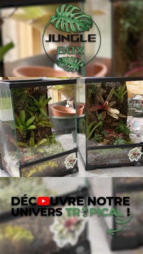 Everything you need to know about creating a small planted terrarium! 🌿