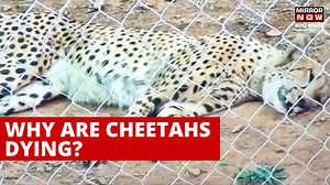 Cheetah Death | Second Cheetah Dies in MP's Kuno National Park | Who Is To Blame | English News . . The second Cheetah died in a month in Kuno National Park in Madhya Pradesh. A male Cheetah Uday, 6, was translocated from South Africa in February. One of the eight Namibian Cheetahs, Sasha died of a kidney ailment on March 27. Uday died when the treatment was on. So far, the exact cause of the death has not been ascertained. Watch the video for more. . . . #Cheetah #Kuno #MP #Cheetahdied | Mirror