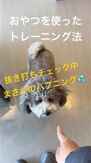 おやつをあげるのを失敗した飼い主 #まいにちといぷー生活