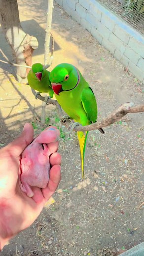 #ماشاءالله #ببغاء #طيور #دره #حيوانات #bird #