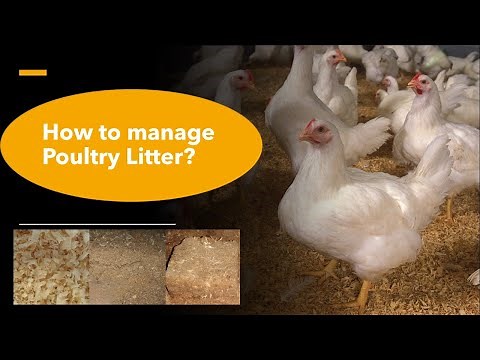 How to manage poultry litter?