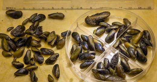 One year after their discovery, State of California working to stop spread of invasive golden mussel