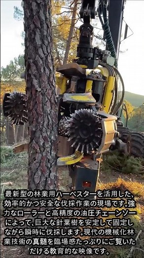 現代林業の革命、ハーベスターによる圧巻の伐採作業 #worker #process #forestry #harvester #logging