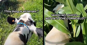 Farmer Rides His Bestie, Gucci the Cow: Fails At Being a Riding Horse, But Goes Viral for Being an "All Terrain Bovine"