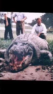 Biggest crocodiles in the world by length