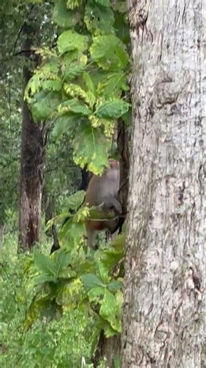 RHESUS MACAQUE ALPHA MALE