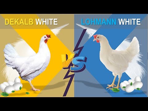 Dekalb vs Lohmann |The Comparison of Two Popular Hybrid Chicken Layers for Commercial Egg Production