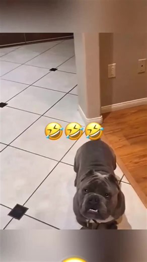 Hilarious Voice-over Moments with Pets
