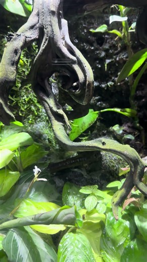 Bird Poop Frogs