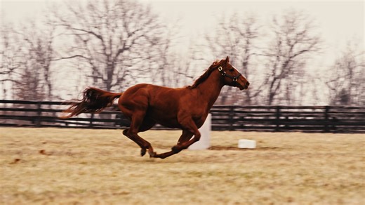 Arabian Lion | 15s Commercial