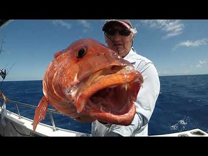 Private fishing charters with Cairns Reef Fishing on the Great Barrier Reef
