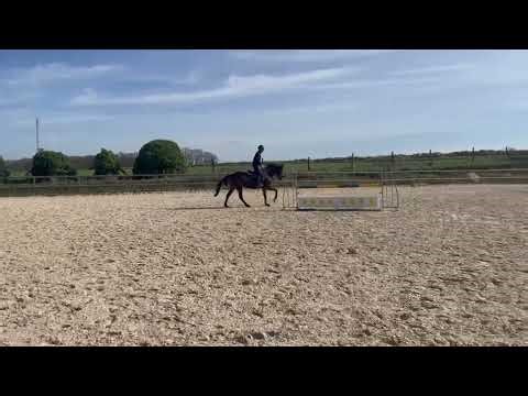Cheval à vendre - A vendre Belle AQPS 7 ANS - equirodi.com