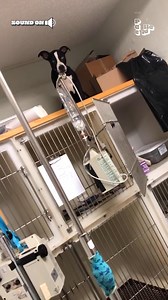 903K views · 997 reactions | "This place is a NIGHTMARE!" 藍️ | The Pet Collective | Facebook