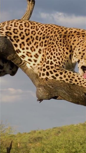 What It REALLY Takes to Hunt a Leopard in Africa