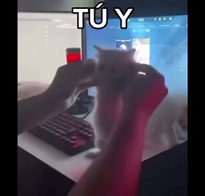 Bailando Amigos Adiós Paradiso: A Fun Dance Video with Cats