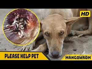 #Animalrescue Mangoworm Removal Compilation, Vet Treat To Dog From Worm